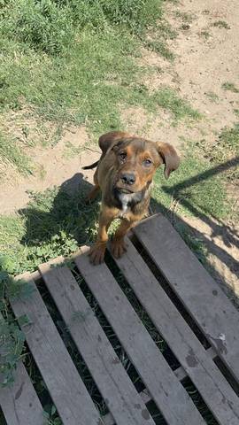 Scooby Doo, adopted