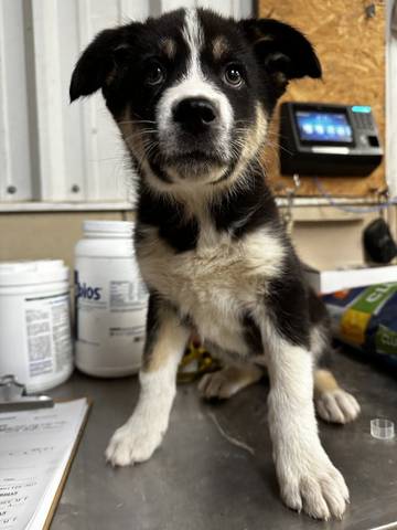Breena, adopted