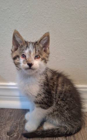 Kole, adopted