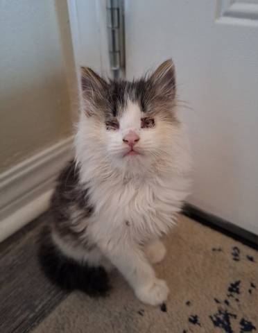 Davd, adopted