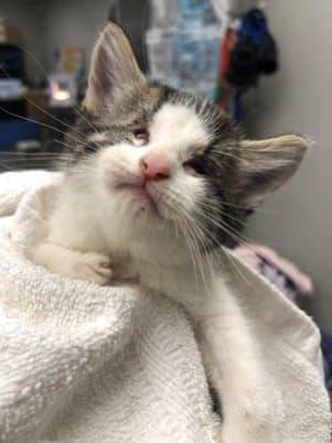 Katerina, adopted