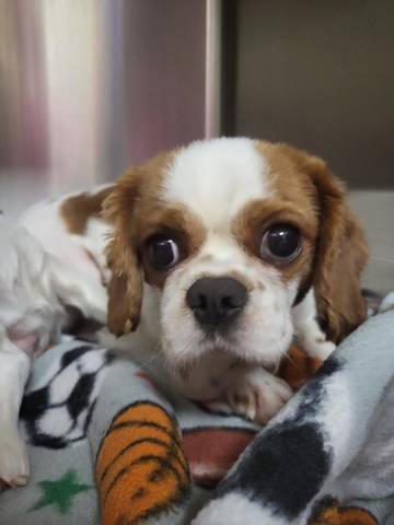 Ameera, adopted
