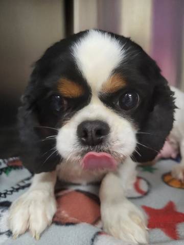 Anastatia, adopted