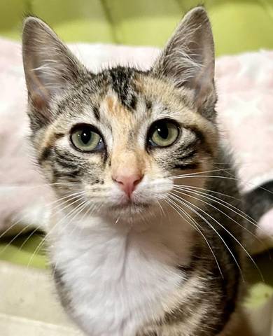 Cleo, adopted