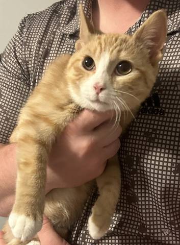 Leo, adopted