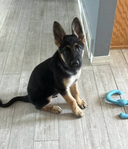 Rex, adopted