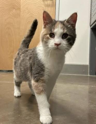 Bo Peep, adopted