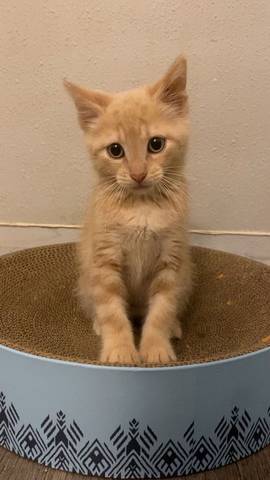 Woody, adopted