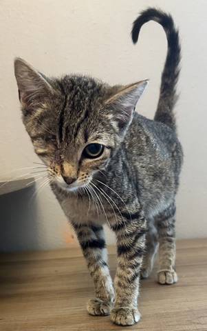 Odin, adopted