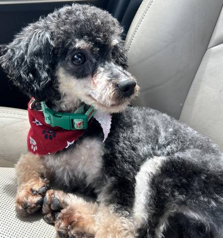Rev, adopted