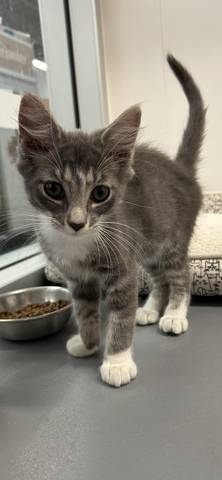 Astro, adopted