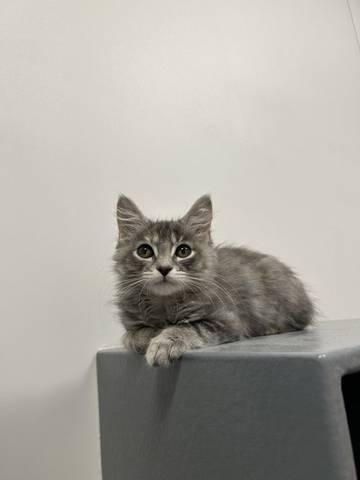 Addie, adopted