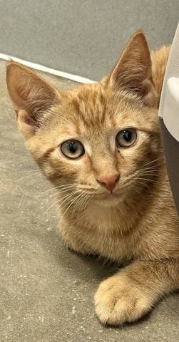 Ace, adopted