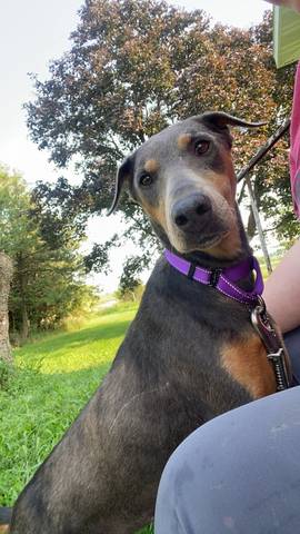 Zelda, adopted