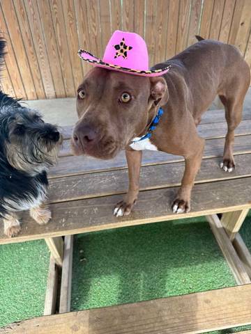 Daisy (pitbull), adopted