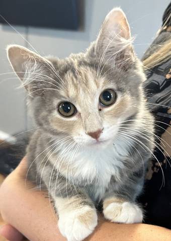 Amelia, adopted