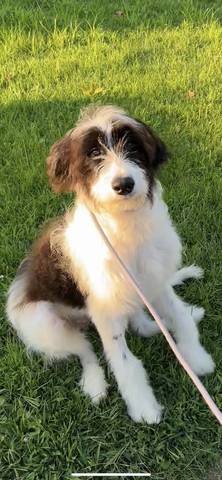 Finn, adopted