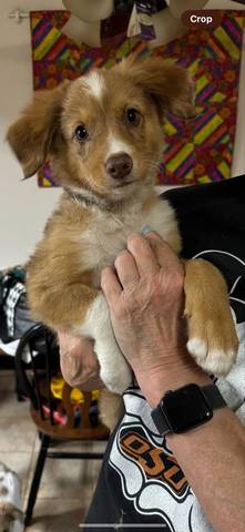 Robbie, adopted