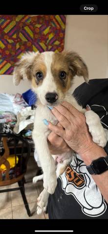 Ronnie, adopted