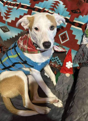Rosie, adopted