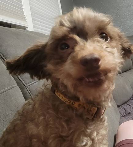 Clover, adopted