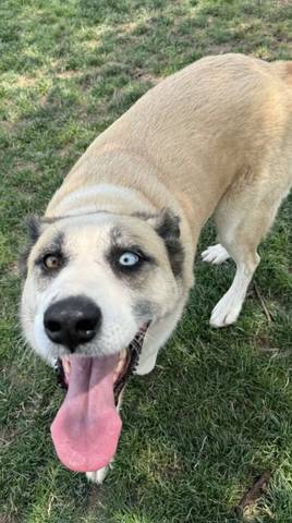 Kellan, adopted