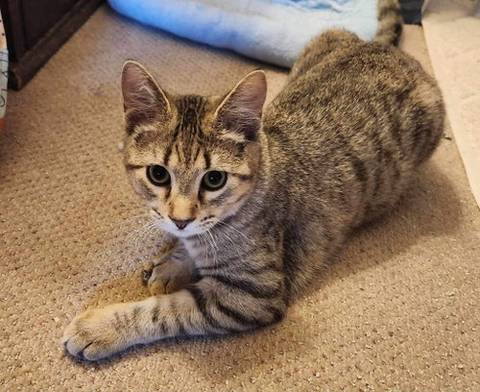 Squirrel, adopted