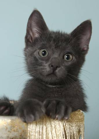 Owen, adopted