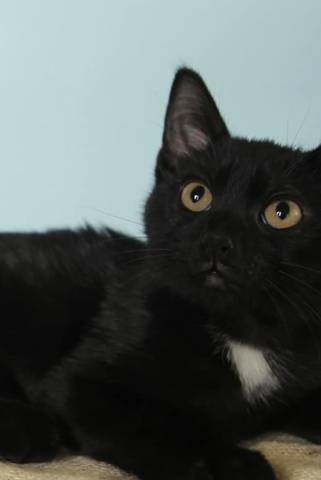 Oliver, adopted