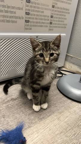 Kaia, adopted