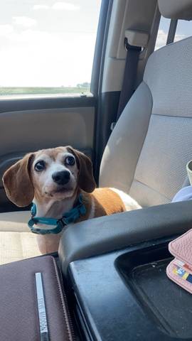 Chloe, adopted