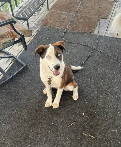 Cleopatra, adopted