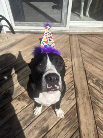 Ernie, adopted
