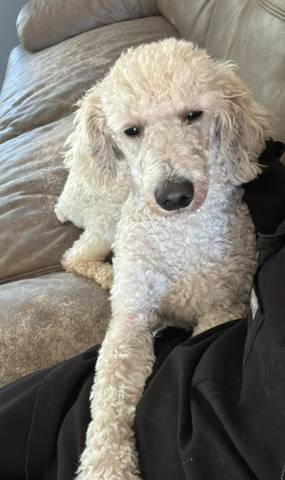 Miley, adopted