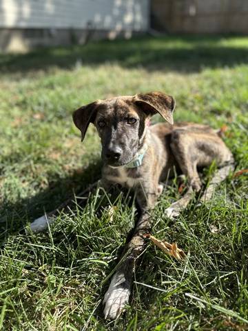 Stella, adopted
