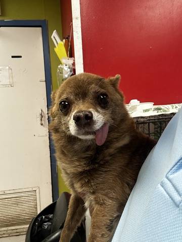 Sugar Baby, adopted