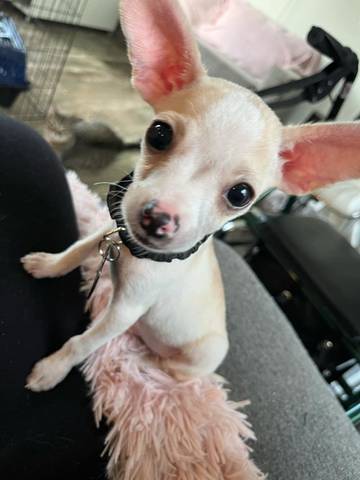 Jawsh, adopted