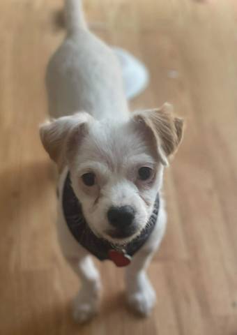 Rufus, adopted