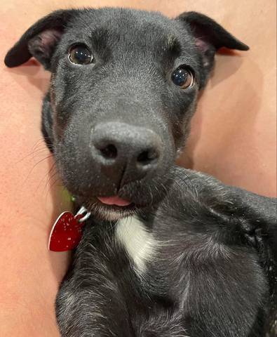 Roxy, adopted