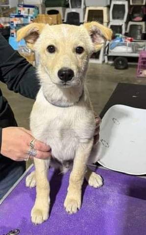 Gus, adopted