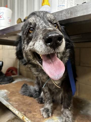 Layla, adopted