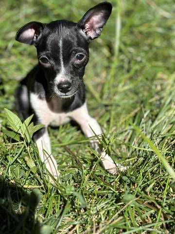 Dottie, adopted
