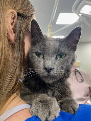 Alice, adopted