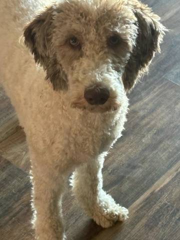 Lilly, adopted