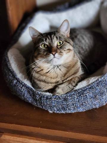 Milton, adopted