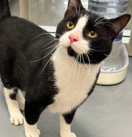 Jack, adopted