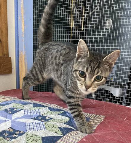 Archer, adopted