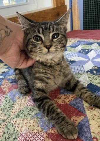 Ava, adopted