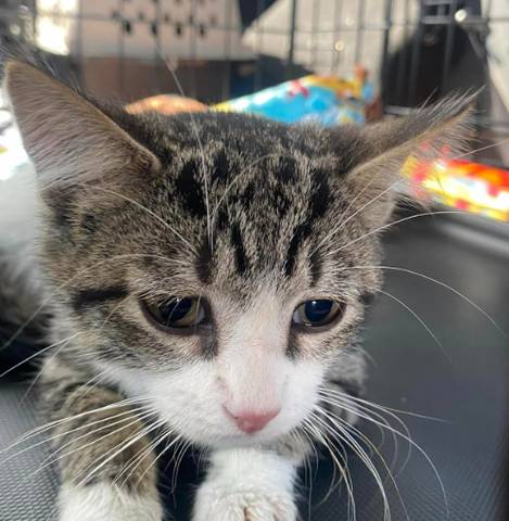 Jerry, adopted