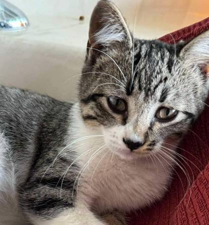 Sherry, adopted